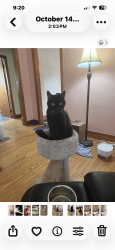 Lost Male Cat last seen Behind Laurel ridge dead end backs up to my property , Cincinnati, OH 45247