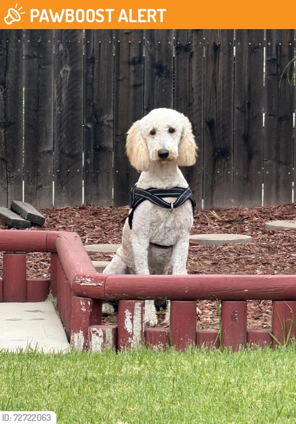Found/Stray Unknown Dog last seen Ramona St. and Baseline Rancho Cucamonga, Rancho Cucamonga, CA 91737