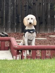 Found/Stray Unknown Dog last seen Ramona St. and Baseline Rancho Cucamonga, Rancho Cucamonga, CA 91737