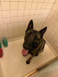 Found/Stray Male Dog last seen Jefferson and 40th, Indio, CA 92203
