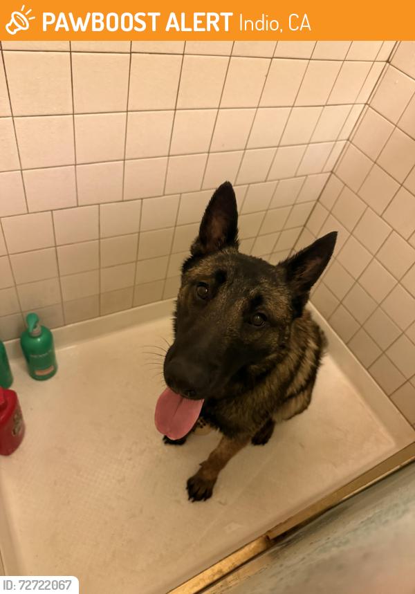 Found/Stray Male Dog last seen Jefferson and 40th, Indio, CA 92203