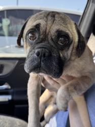 Found/Stray Male Dog last seen Nogales and Valley, West Covina, CA 91792