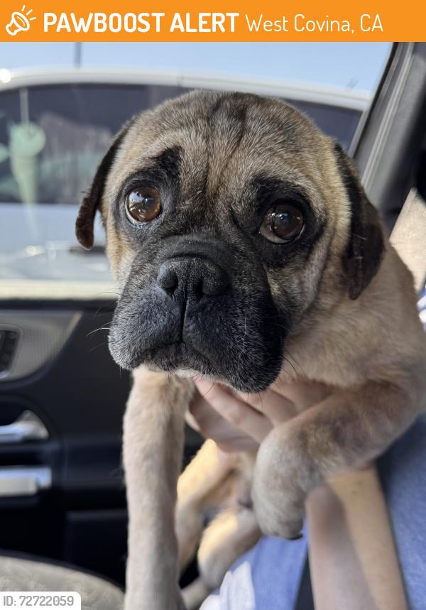 Found/Stray Male Dog last seen Nogales and Valley, West Covina, CA 91792