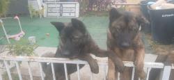 Found/Stray Male Dog last seen Stanton beach Blvd, Stanton, CA 90680