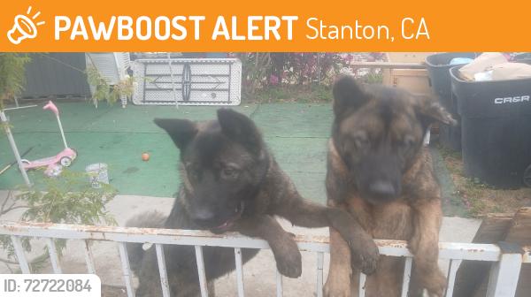 Found/Stray Male Dog last seen Stanton beach Blvd, Stanton, CA 90680