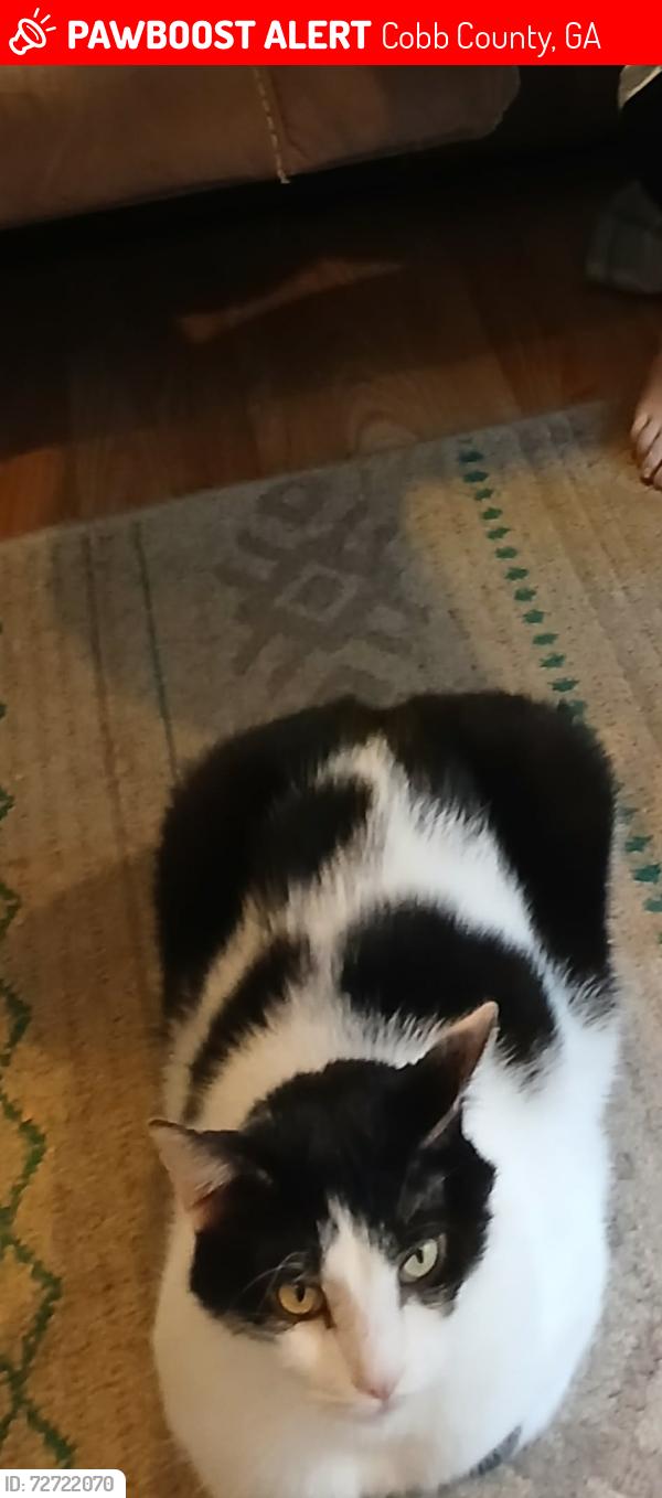 Lost Male Cat last seen Sandy Plains Rd., Cobb County, GA 30066