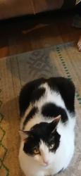 Lost Male Cat last seen Sandy Plains Rd., Cobb County, GA 30066