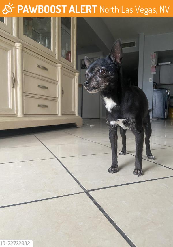 Found/Stray Female Dog last seen Eastern Ave and tonopah , North Las Vegas, NV 89030