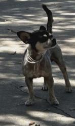 Found/Stray Male Dog last seen Hoogland and East Euna Court , Harlingen, TX 78550