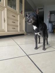 Found/Stray Female Dog last seen Eastern Ave and tonopah , North Las Vegas, NV 89030
