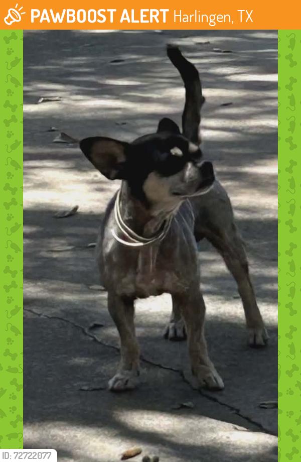 Found/Stray Male Dog last seen Hoogland and East Euna Court , Harlingen, TX 78550