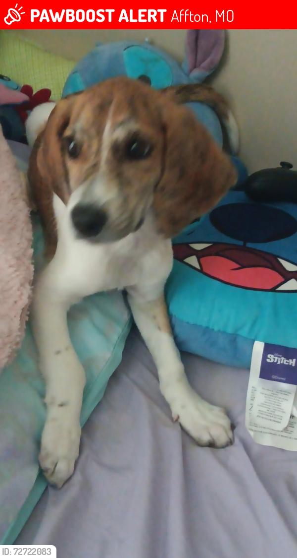 Lost Male Dog last seen Afton mo, St. Louis, MO 63128