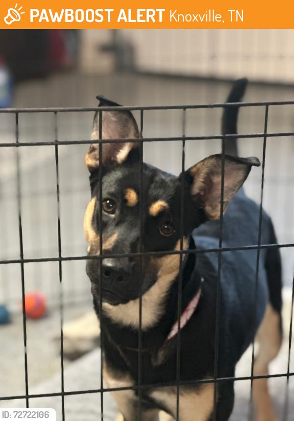 Found/Stray Unknown Dog last seen Rather Road near beaver creek, Knoxville, TN 37931