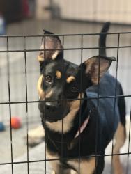 Found/Stray Unknown Dog last seen Rather Road near beaver creek, Knoxville, TN 37931