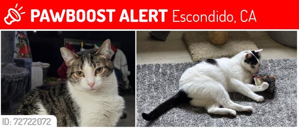Lost Female Cat last seen Deep Canyon Drive, Escondido, CA 92026