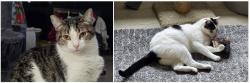 Lost Female Cat last seen Deep Canyon Drive, Escondido, CA 92026
