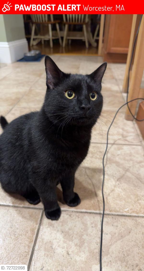 Lost Male Cat last seen holy cross , Worcester, MA 01610