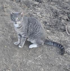 Lost Female Cat last seen Country Lane, Haslet Tx, Haslet, TX 76052