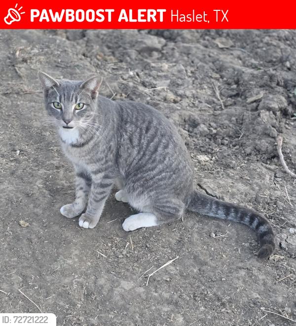 Lost Female Cat last seen Country Lane, Haslet Tx, Haslet, TX 76052