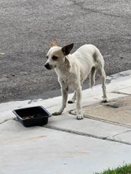 Found/Stray Male Dog last seen Rampart/Buffalo and Lake Mead/Cheyenne (Desert Shores), Las Vegas, NV 89117