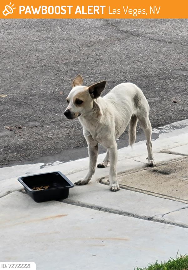 Found/Stray Male Dog last seen Rampart/Buffalo and Lake Mead/Cheyenne (Desert Shores), Las Vegas, NV 89117