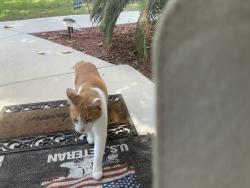 Found/Stray Female Cat last seen Nw 54 Ave, Gainesville, FL 32653