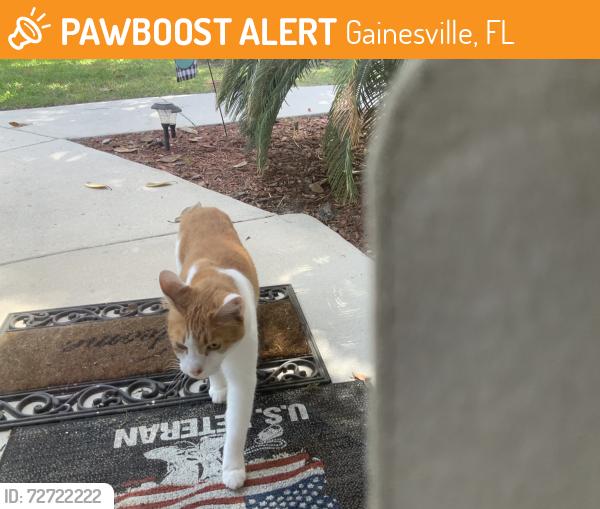 Found/Stray Female Cat last seen Nw 54 Ave, Gainesville, FL 32653