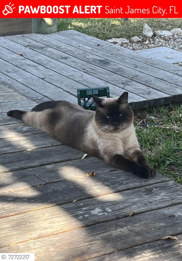 Lost Male Cat last seen Berkshire Rd and Stringfellow Rd , Saint James City, FL 33956