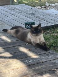 Lost Male Cat last seen Berkshire Rd and Stringfellow Rd , Saint James City, FL 33956