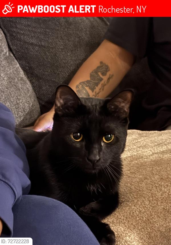 Lost Male Cat last seen Genesee , Rochester, NY 14619