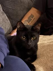 Lost Male Cat last seen Genesee , Rochester, NY 14619