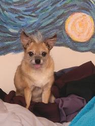 Lost Male Dog last seen 91st Ave & Columbus, Phoenix, AZ 85037