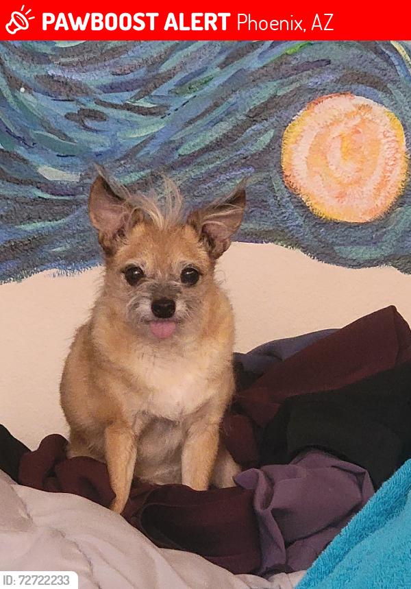Lost Male Dog last seen 91st Ave & Columbus, Phoenix, AZ 85037