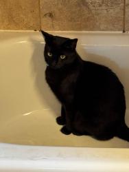 Lost Male Cat last seen Partridge Run development, Voorhees Township, NJ 08043