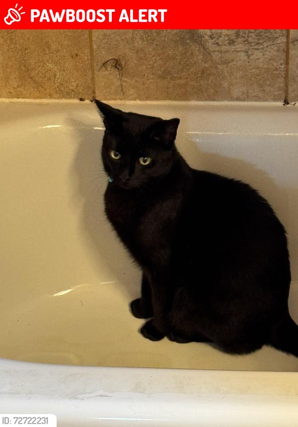 Lost Male Cat last seen Partridge Run development, Voorhees Township, NJ 08043