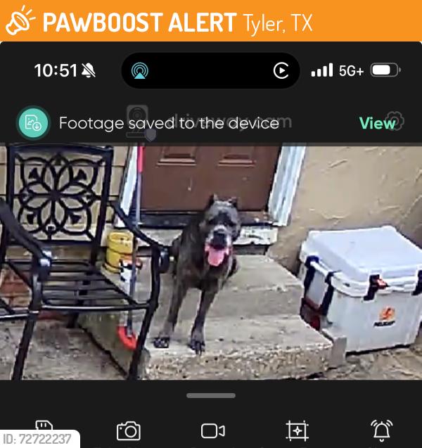Found/Stray Male Dog last seen Gentry , Tyler, TX 75702