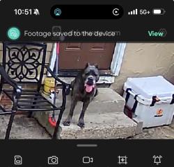 Found/Stray Male Dog last seen Gentry , Tyler, TX 75702