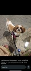 Lost Female Dog last seen Foi vista perta da via expressa, no parque São João., Parque Sao Joao, MG 32342-176