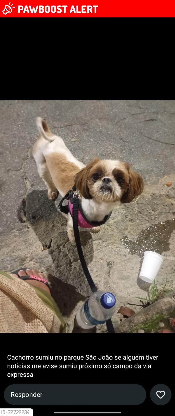 Lost Female Dog last seen Foi vista perta da via expressa, no parque São João., Parque Sao Joao, MG 32342-176