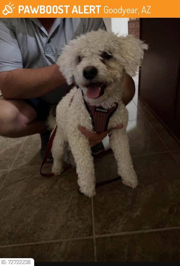 Found/Stray Male Dog last seen Pebblecreek and clbh Dr in Goodyear, Goodyear, AZ 85395