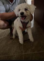 Found/Stray Male Dog last seen Pebblecreek and clbh Dr in Goodyear, Goodyear, AZ 85395