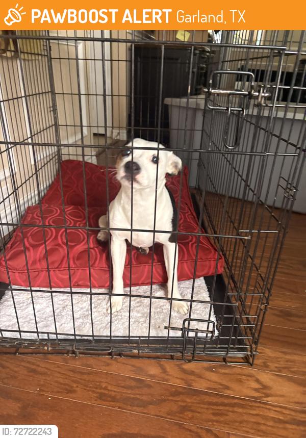 Found/Stray Female Dog last seen Near shearwater lane herons bay, Garland, TX 75043