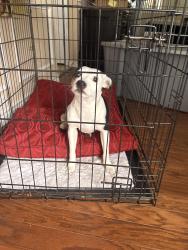Found/Stray Female Dog last seen Near shearwater lane herons bay, Garland, TX 75043