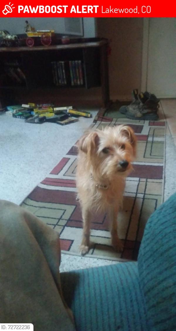 Lost Male Dog last seen Wadsworth and colfax, Lakewood, CO 80215