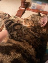 Lost Male Cat last seen Near West Ashton Court Knoxville, TN, Knoxville, TN 37934