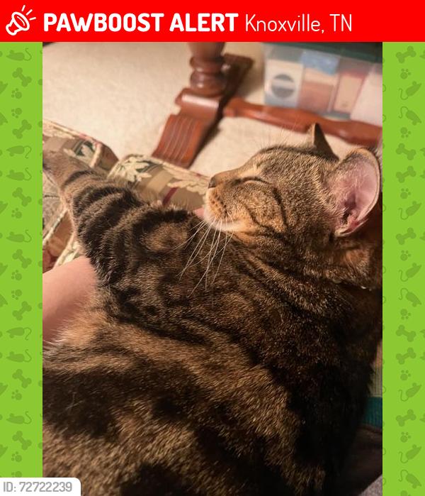 Lost Male Cat last seen Near West Ashton Court Knoxville, TN, Knoxville, TN 37934