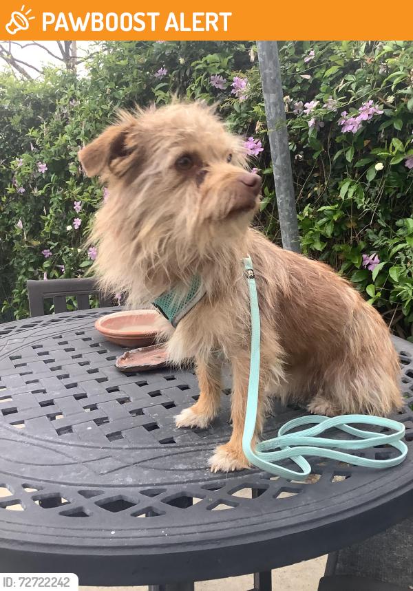 Found/Stray Female Dog last seen Summit Valley Rd & Quail Trail, San Bernardino County, CA 92345