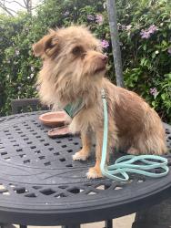 Found/Stray Female Dog last seen Summit Valley Rd & Quail Trail, San Bernardino County, CA 92345