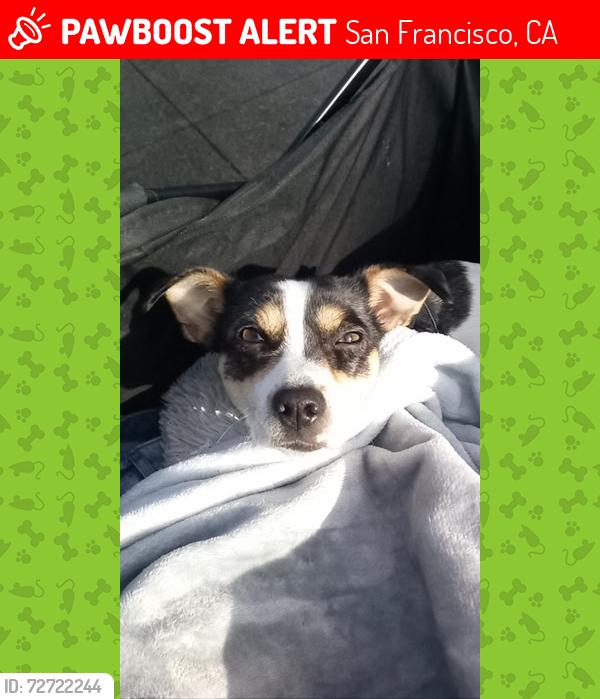 Lost Female Dog last seen 16th & Potrero, San Francisco, CA 94107