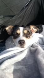Lost Female Dog last seen 16th & Potrero, San Francisco, CA 94107